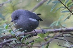 Oiseau blanc-2