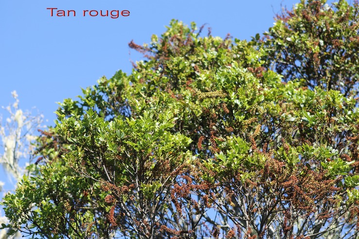 Tan rouge - Weinmania tinctoria -Cunoniacée-M
