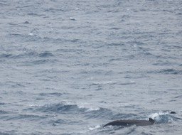 42-Baleine