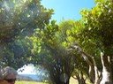 2 arbres Mapou mÉle et femelle