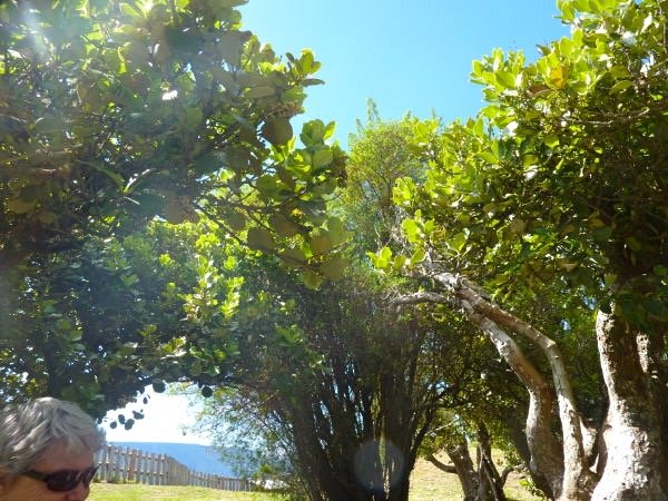 2 arbres Mapou mÉle et femelle