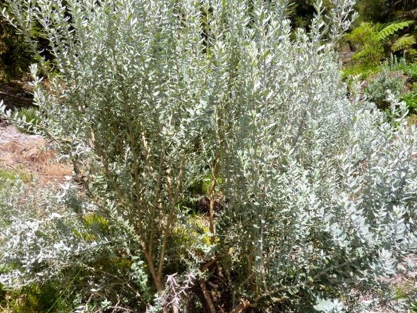 Ambaville 1 Hubertia ambavilla EndÇmique