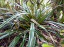 Ananas marron Astelia hemichrysa Indigäne