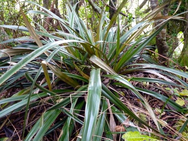 Ananas marron Astelia hemichrysa Indigäne