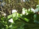 Arums 2 Zantedeschia aethiopica Exotique envahissante