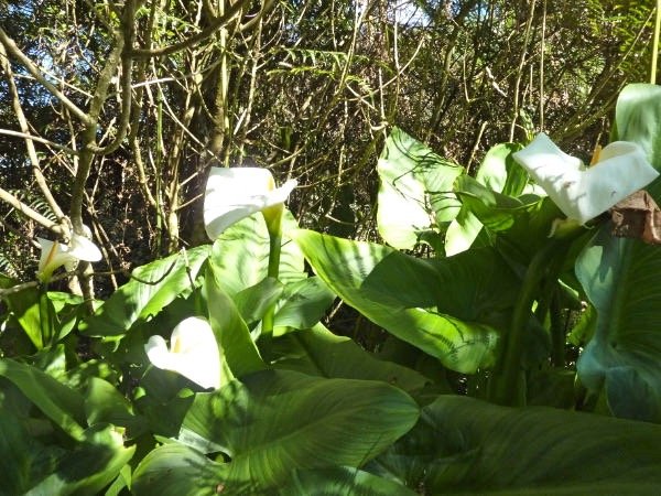 Arums 2 Zantedeschia aethiopica Exotique envahissante