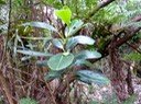 Bois de fer batard  Sideroxylon borbonicum 1