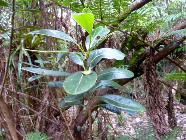 Bois de fer batard  Sideroxylon borbonicum 1