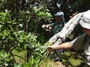 Bois maigre 2 Nuxia Verticillata  Indigäne