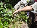 Bois maigre 3  Nuxia Verticillata  Indigäne