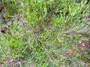 Branle vert  Erica reunionensis