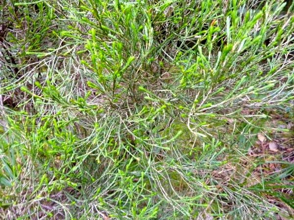 Branle vert  Erica reunionensis