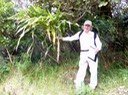 Canne marronne 3  Cordyline Indigäne  mauritiana