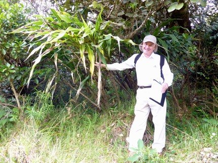 Canne marronne 3  Cordyline Indigäne  mauritiana