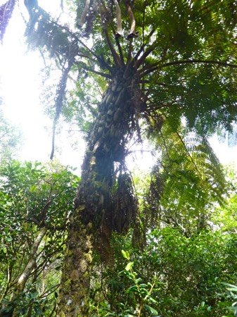 Fanjan mÉle Cyathea bobonica Indigäne