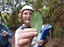 feuille de Bois de fer