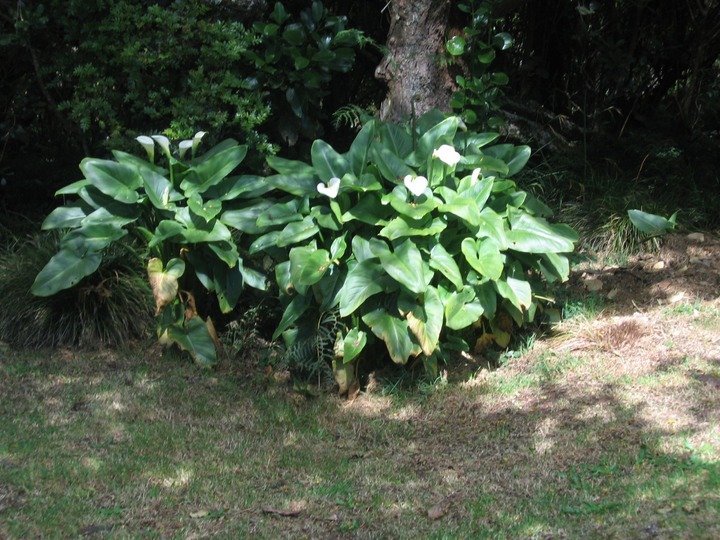 Arums IMG_4648