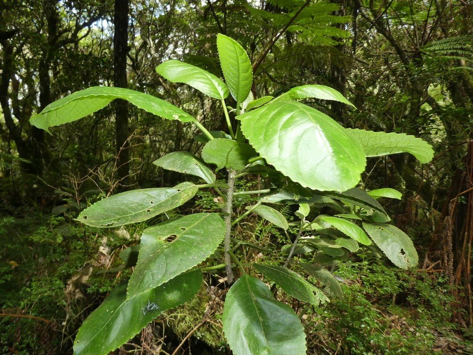Claoxylon glandulosum - Bois d'oiseaux - EUPHORBIACEAE - Endémique Réunion - P1020839