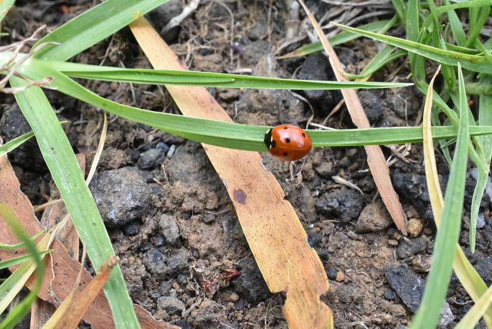 Coccinella septempunctata - Coccinelle à 7 points - COCCINELLINAE - Exotique