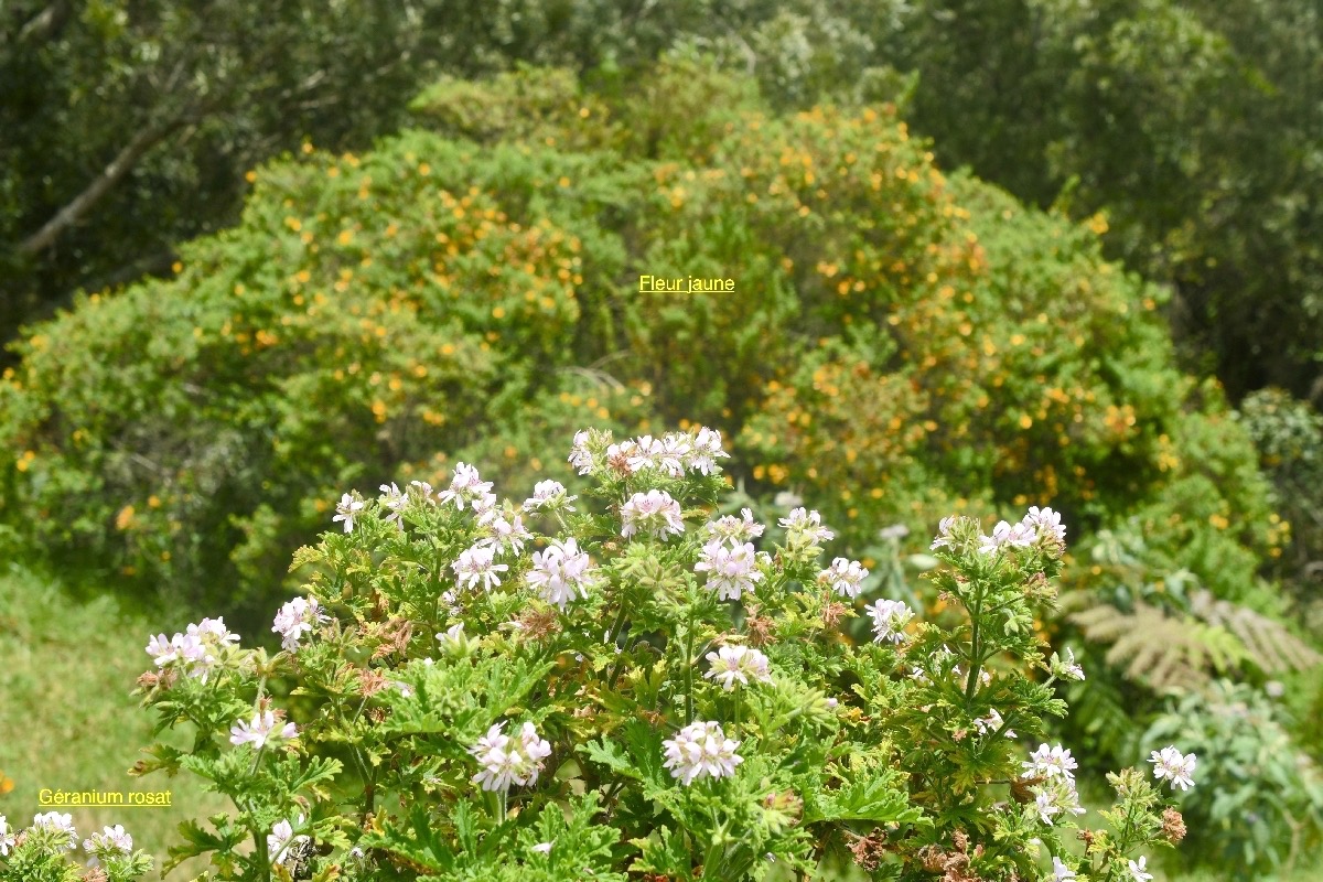 DSC_1500