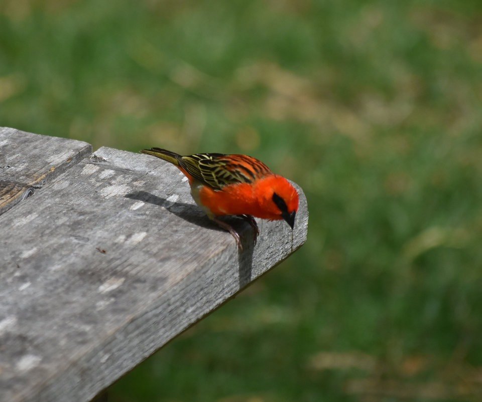 Foudia madagascariensis - Cardinal - PLOCEIDAE - Exotique Madagascar - MB2_4216b