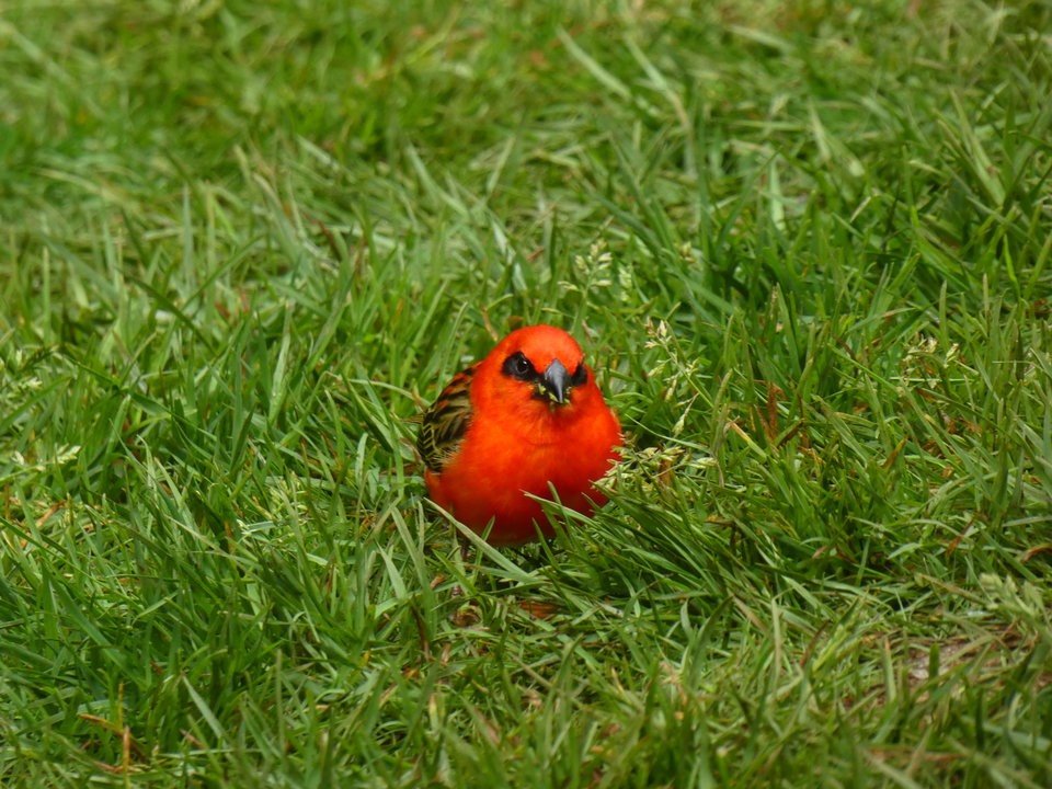 Foudia madagascariensis - Cardinal - PLOCEIDAE - Exotique Madagascar - 