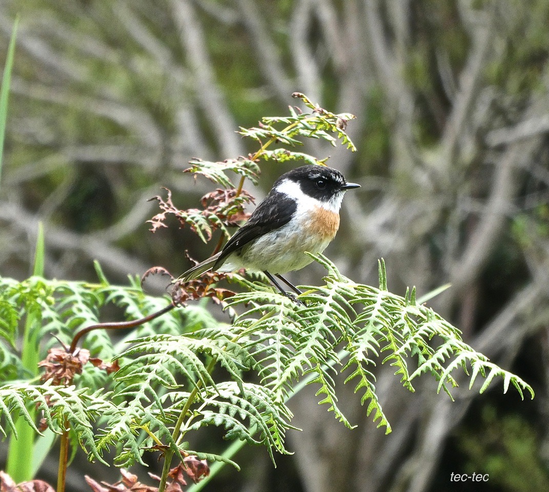 Saxicola tectes. tec-tec .tarier de la Réunion.muscicapidae.endémique Réunion .P1021075