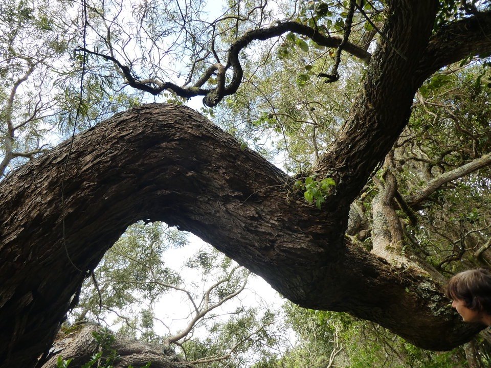 Vieux Tamarin