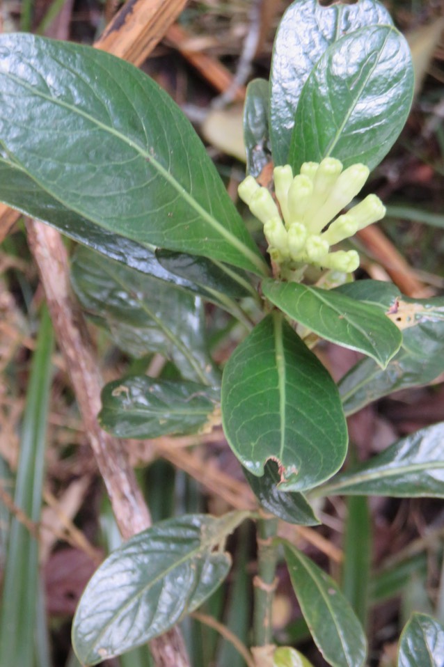 1 Chassalia gaertneroides - Bois de corail  des Hauts - Rubiaceae