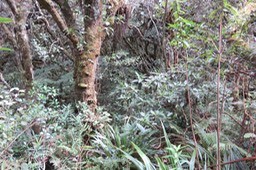 13 Sous-bois