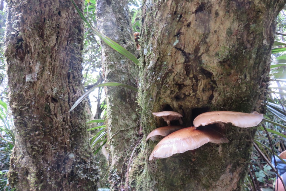 17 Champignons sur tronc
