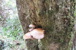 19Champignon sur tronc