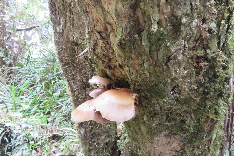 19Champignon sur tronc
