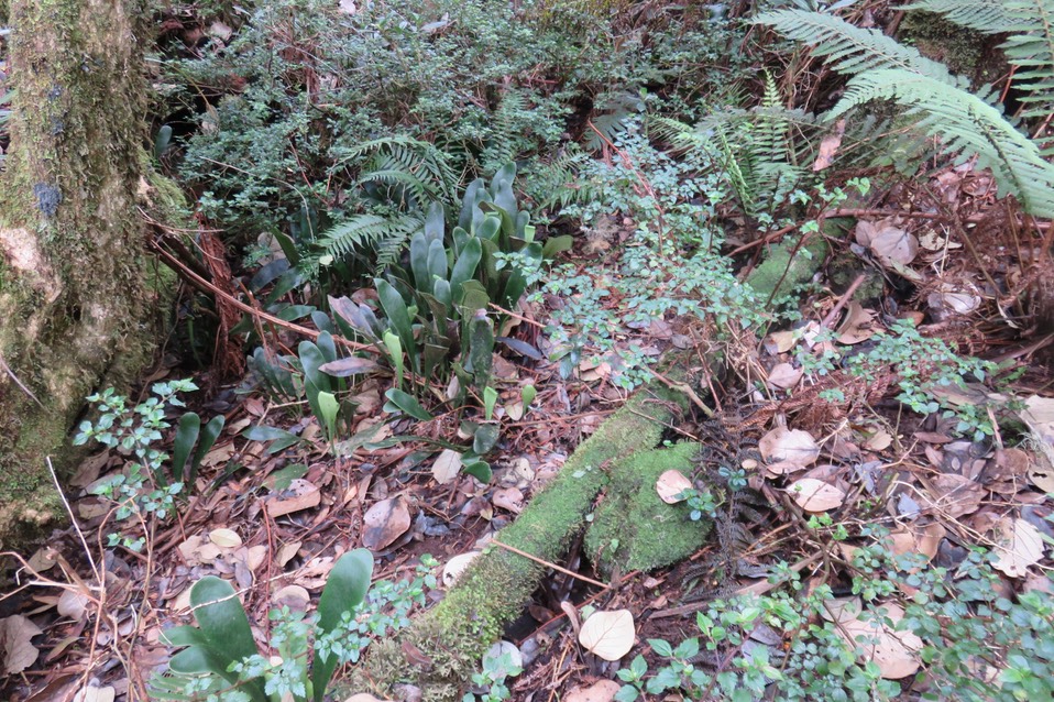 20 Lit de Antrophyum boryanum - Langue de boeuf - Pteridaceae - Madagascar, Comores et Mascareignes