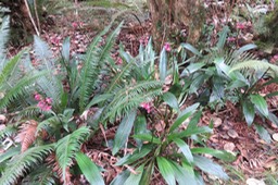 23 Calanthe sylvatica - ORCHIDACEAE-I