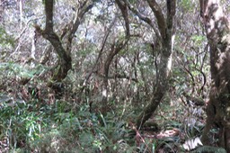6 Sous-bois riche et dense