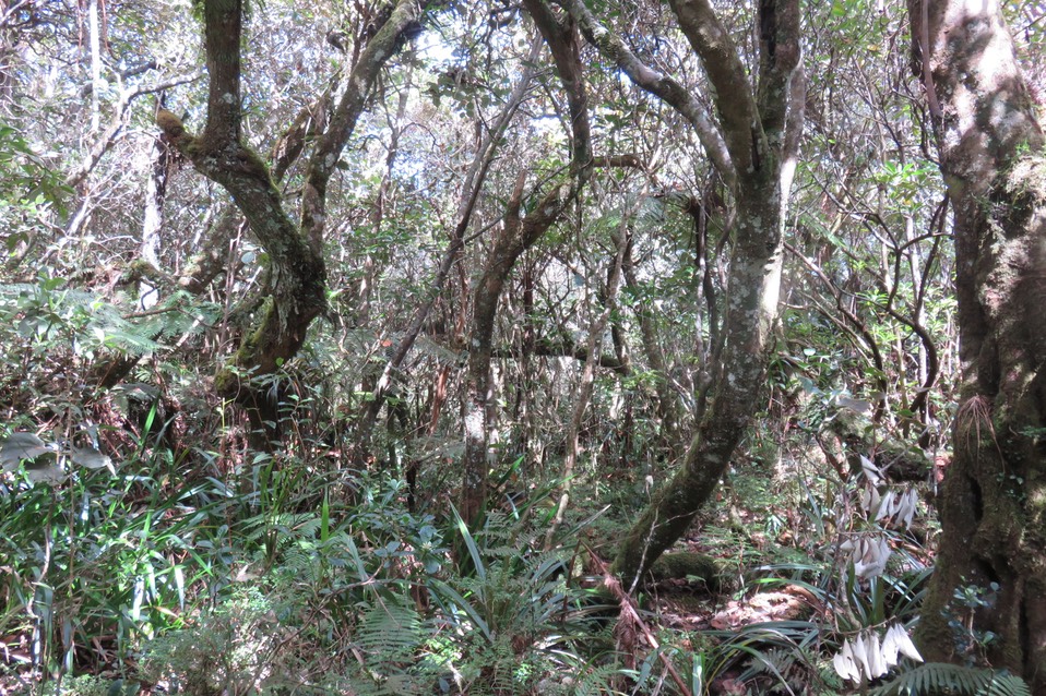 6 Sous-bois riche et dense