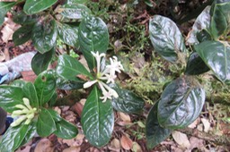 9 Chassalia gaertneroides - Bois de corail  des Hauts - Rubiaceae