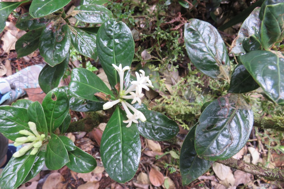 9 Chassalia gaertneroides - Bois de corail  des Hauts - Rubiaceae