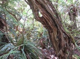 IMG_0052