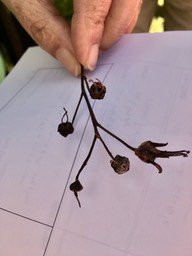 IMG_1276