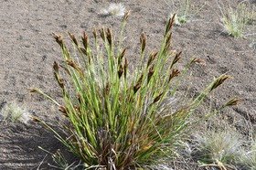 Carex borbonica - Laîche de Bourbon - CYPERACEAE - Endémique Réunion
