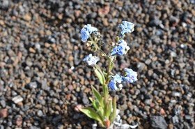 Cynoglossum borbonicum -?Myosotis de Bourbon - BORAGINACEAE - Endémique Réunion