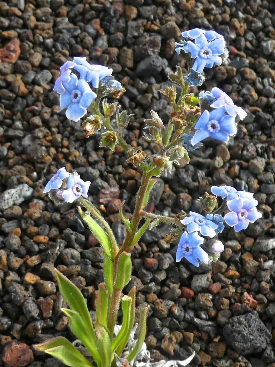 Cynoglossum borbonicum.myosotis de Bourbon.boraginaceae .P1700198