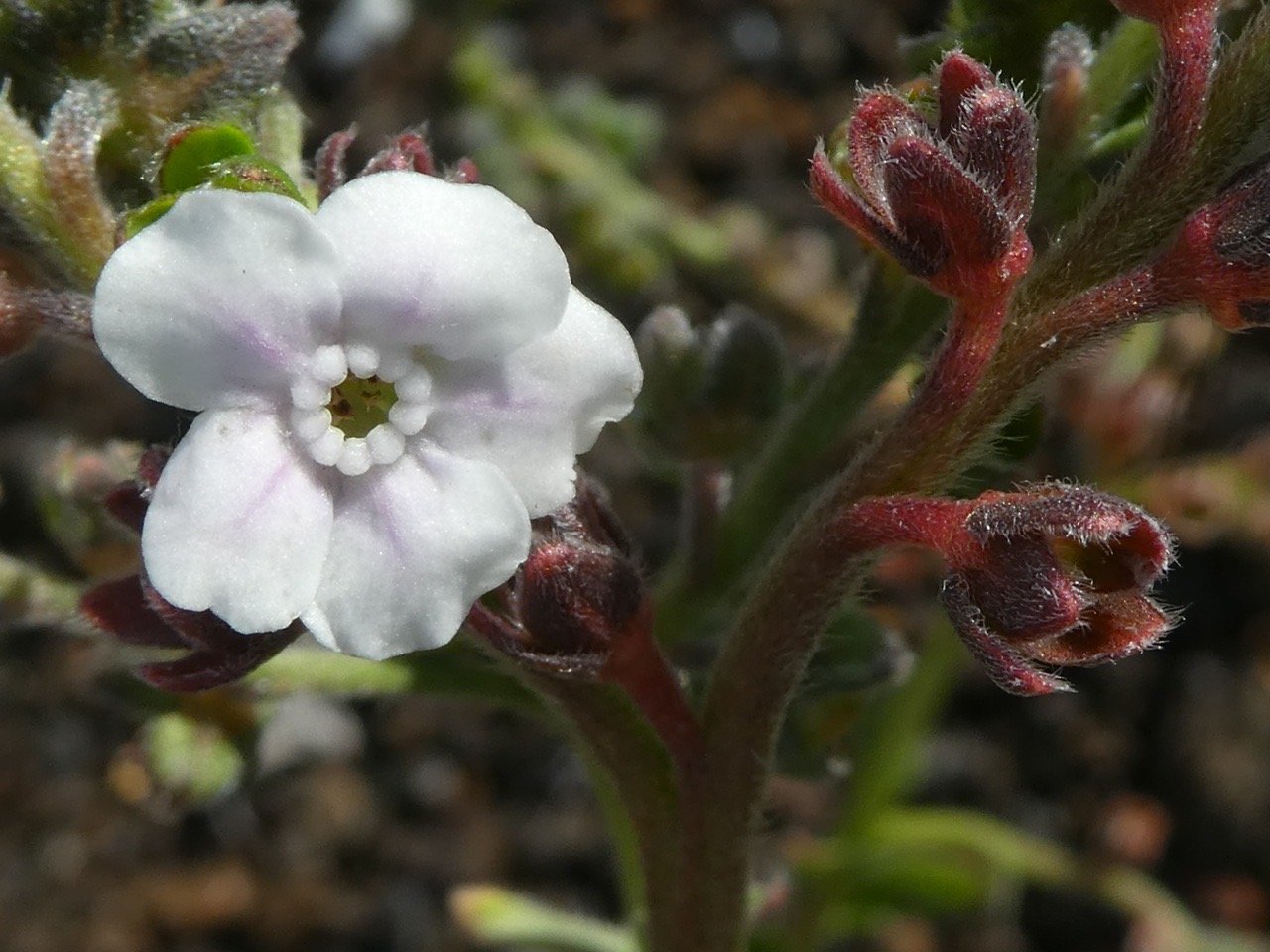 Cynoglossum borbonicum.myosotis de Bourbon . boraginaceae.P1700210