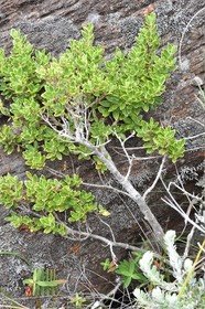 Embelia demisa - liane savon - PRIMULACEAE - Endémique Réunion