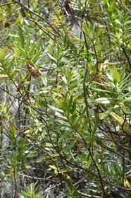 Hebe salicifolia - Grande Véronique - PLANTAGINACEAE - exo