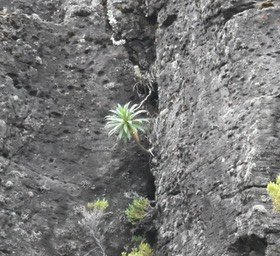 Heterochaenia sp - Heterochaenia de Geneviève - CAMPANULACEAE - Endémique Réunion
