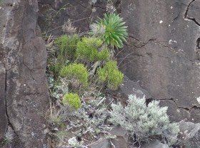 Heterochaenia sp - Heterochaenia de tout le monde - CAMPANULACEAE - Endémique Réunion