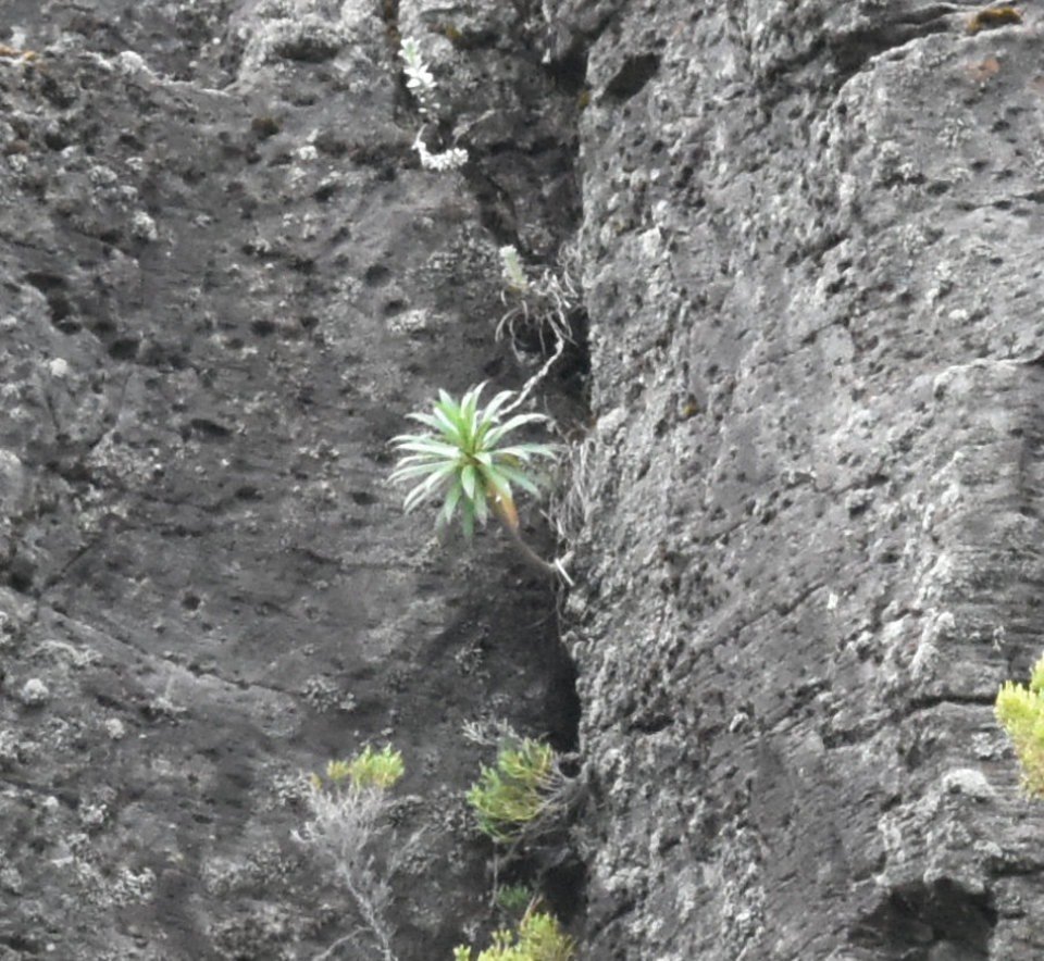 Heterochaenia sp - Heterochaenia de Geneviève - CAMPANULACEAE - Endémique Réunion